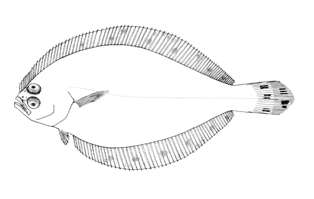 Citharichthys macrops Dresel, 1885